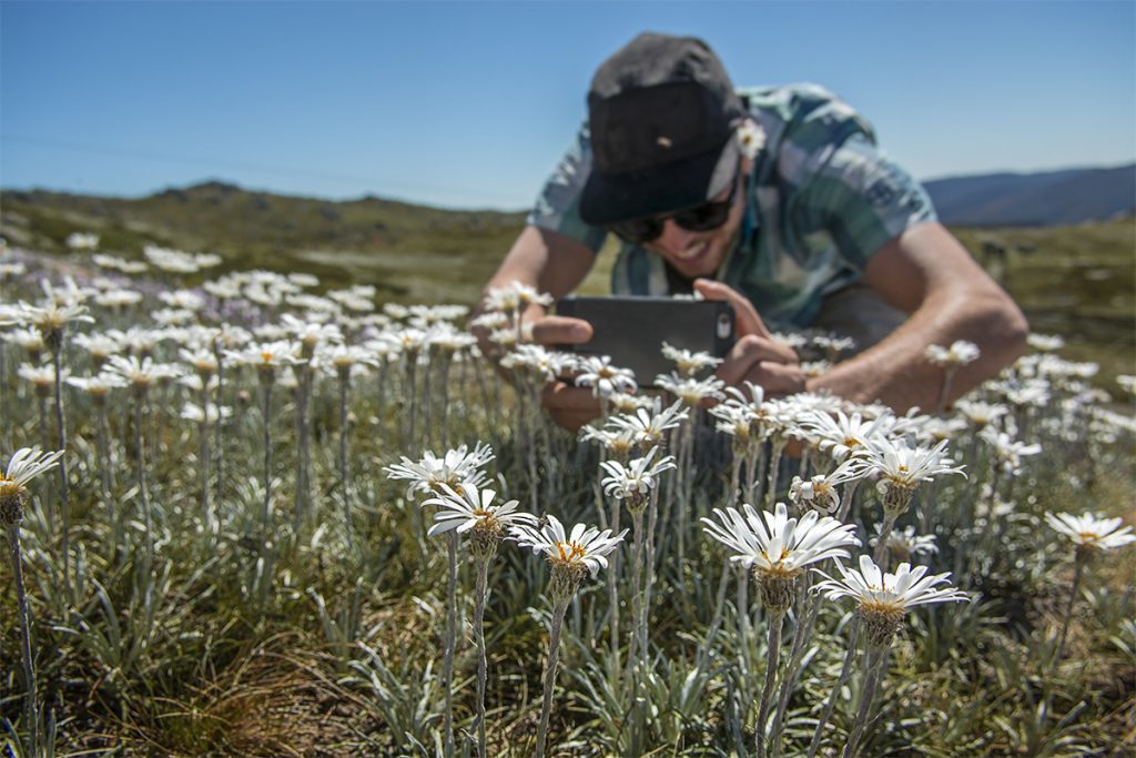 Thredbo alpine wildflowers