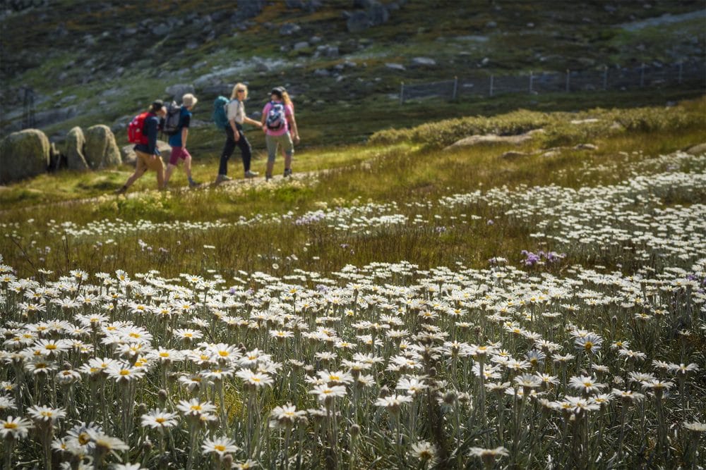 thredbo wildflowers and hiking