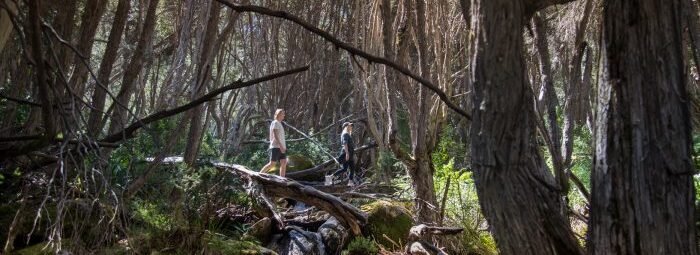 hiking nature track