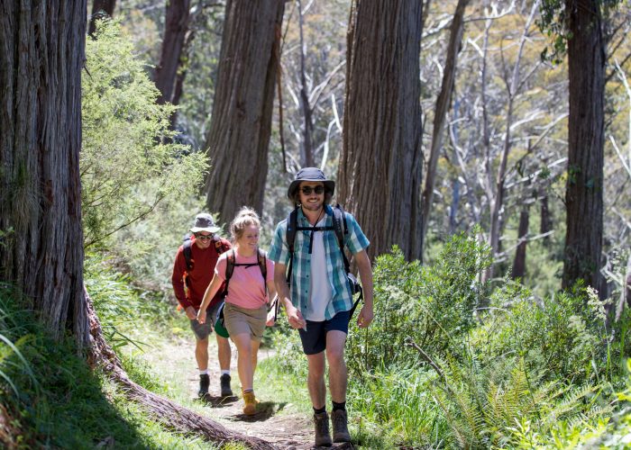 Bush walking meritts nature track