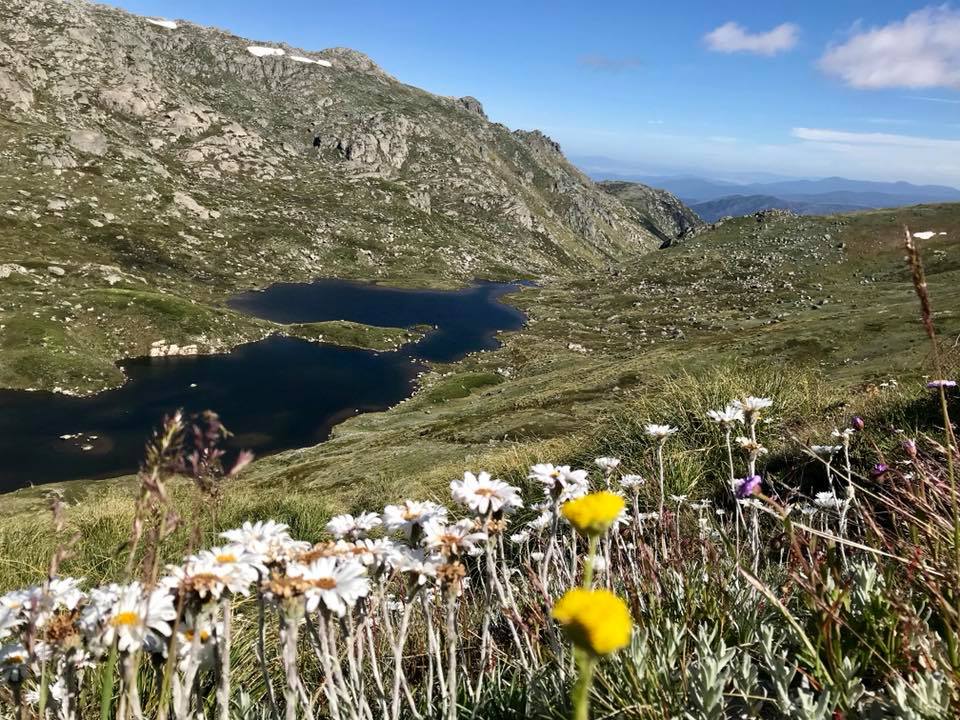 Wildflowers lake Albina