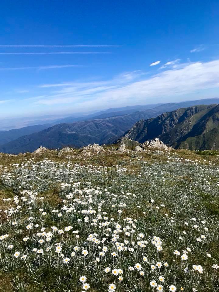 Thredbo wildflowers