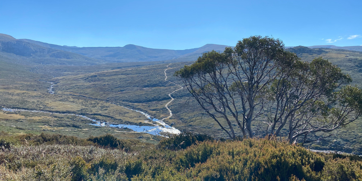 Discover the Beauty of Summer Bushwalks and Hikes in Thredbo and the Snowy Mountains, Boali Lodge