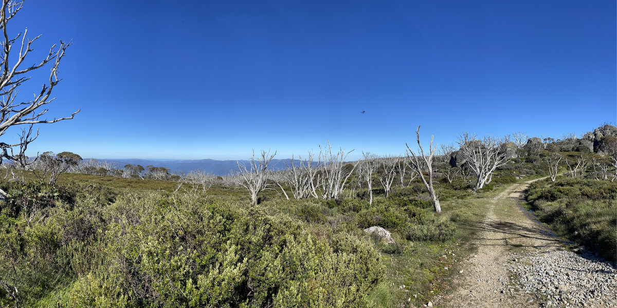 Discover the Beauty of Summer Bushwalks and Hikes in Thredbo and the Snowy Mountains, Boali Lodge