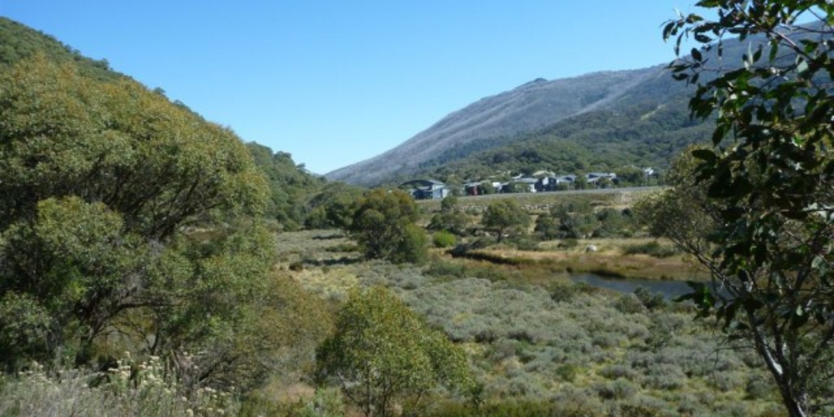 Discover the Beauty of Summer Bushwalks and Hikes in Thredbo and the Snowy Mountains, Boali Lodge